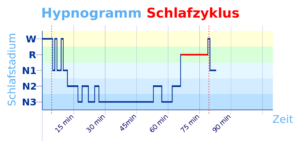 Der erste Schlafzyklus der Nacht in seine Schlafphasen aufgeschlüsselt